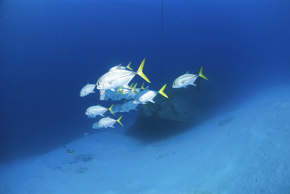 Horse-eye Jacks (Caranx latus), small group swimming past bows of shipwreck Captain Keith Tibbetts, Cayman Brac, Cayman Islands, Caribbean