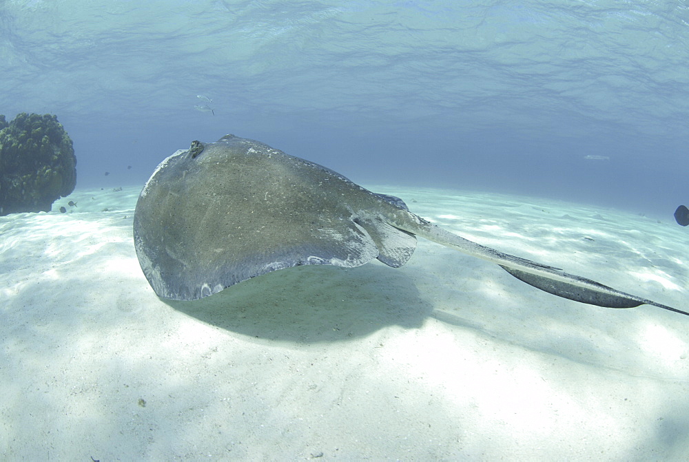 Southern Stingray (Dasyatis americana), swimming over sandy seabed, Cayman Islands, Caribbaen.