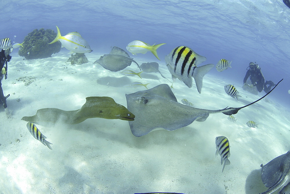 Southern Sting Rays (Dasyatis americana) large group of rays at Stingray City, Grand Cayman Island, Cayman Islands, Caribbean