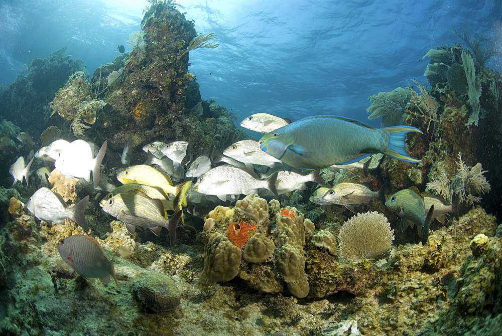 Group of snapped and one large parrotfish swimming across tropical coral reef, Cayman Brac., Cayman Islands, Caribbean