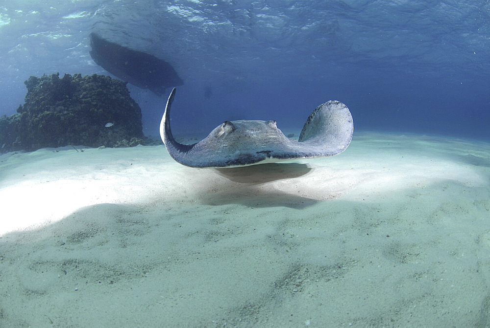 Southern Stingray (Dasyatis americana), swimming over sandy seabed, Cayman Islands, Caribbaen.