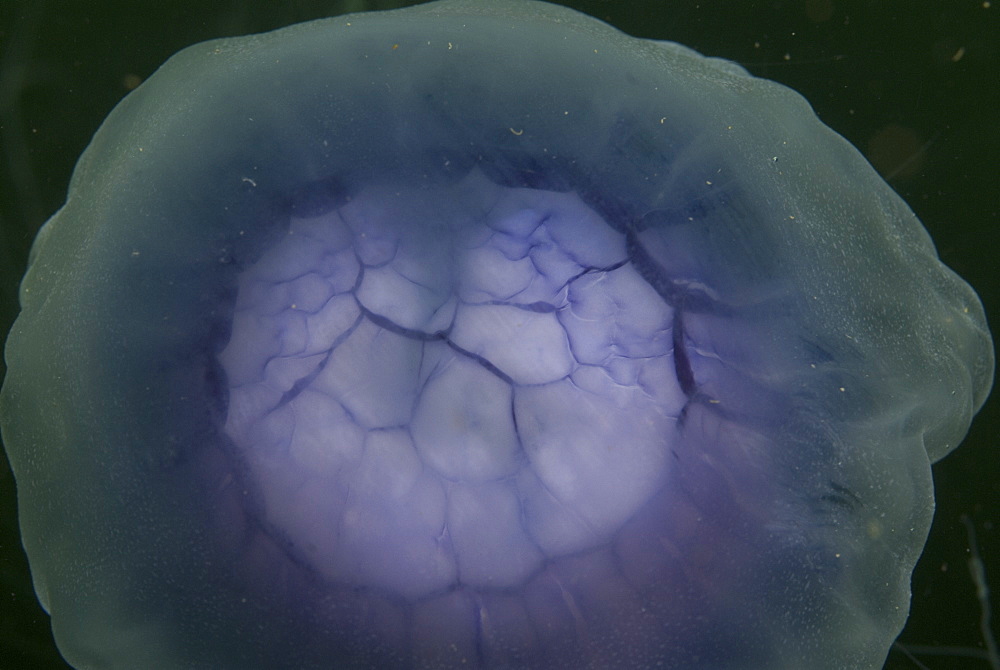  Lions mane jellyfish (Cyanea capillata), detail showing blue coloration, St Abbs, Scotland, UK North Sea