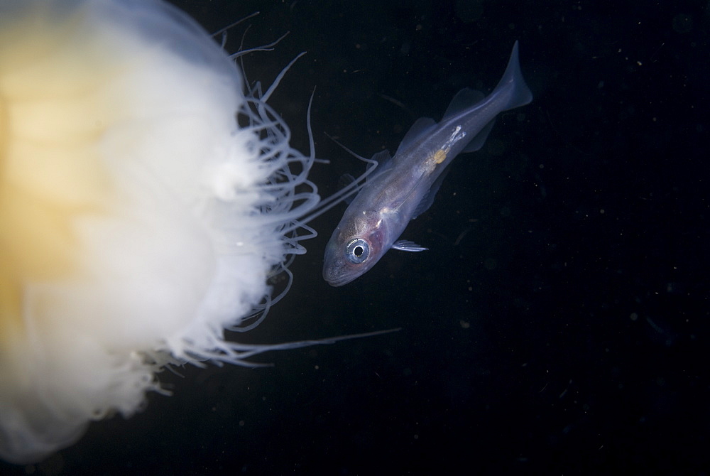 Whiting (Merlangius merlangius), Juvenile on Lions Mane Jellyfish, St Abbs, Scotland, UK