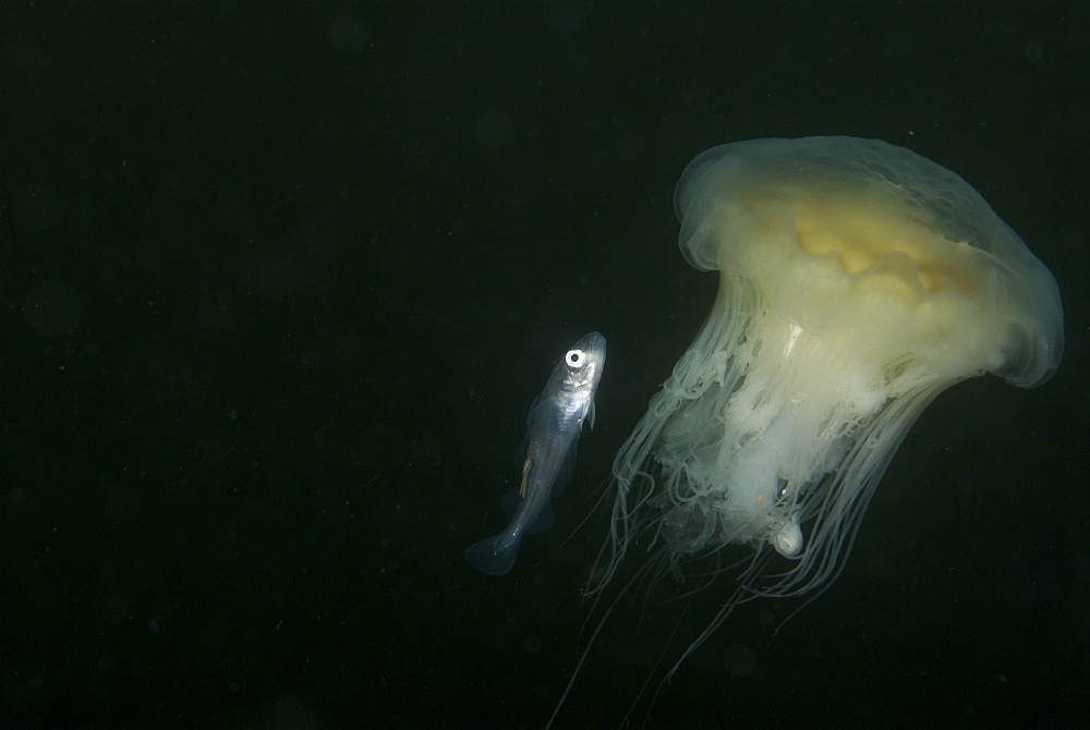 Whiting (Merlangius merlangius), Juvenile on Lions Mane Jellyfish, St Abbs, Scotland, UK