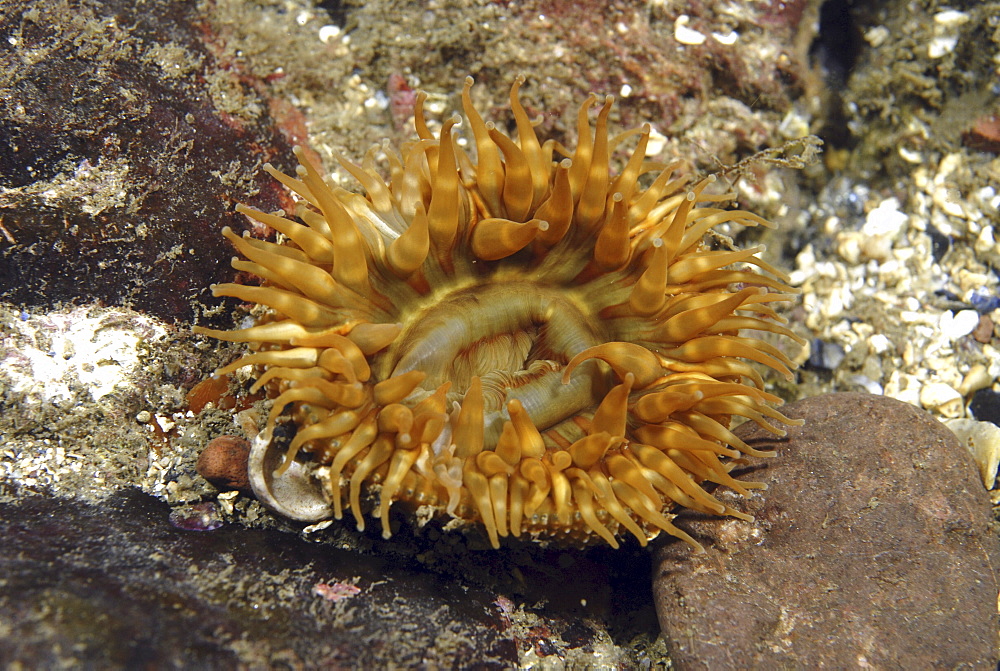 Dahlia anemone (Urticina felina), orange colour to tentacles, sitting amidst stones on seabed, St Abbs, Scotland, UK North Sea