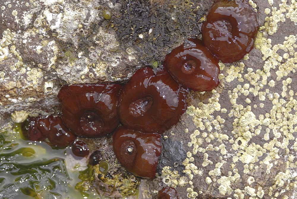 Beadlet Anemone (Actinia equina), 5 individuals exposed on the shore, St Abbs, Scotland, UK North Sea