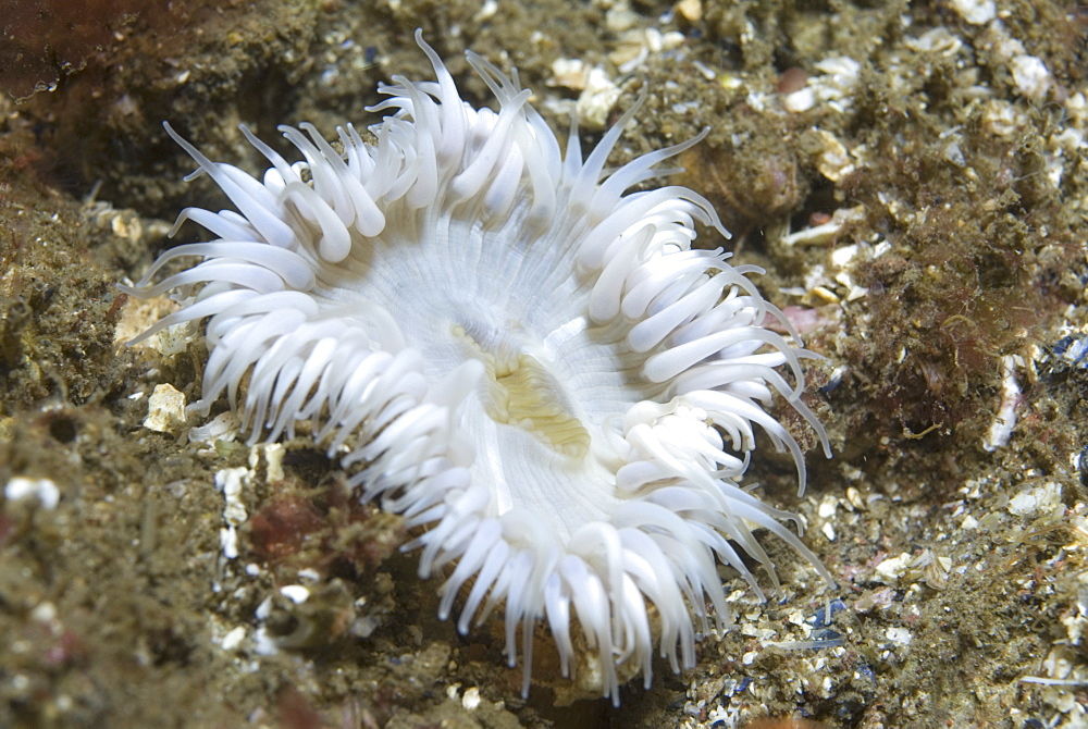 Elegant Anemone (Sagartia elegans),  nice white anemone with many tentacles and brownish background, St Abbs, Scotland, UK