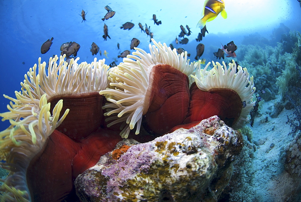  Red Sea Anemone (Heteractis magnifica), Anemonefish and Damselfish swimming around anemone, Red Sea