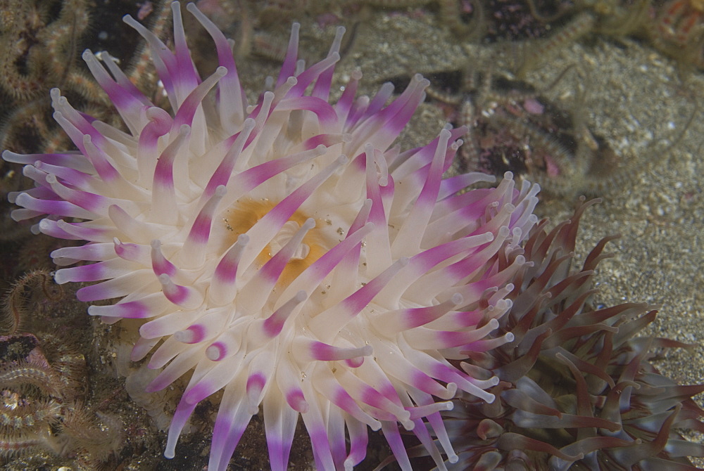 Deepwater Dahlia Anemone, (Urticina eques),  lovely purple and pink coloration to tentacle detail, St Abbs, Scotland, UK North Sea