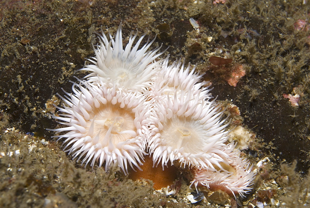 Elegant Anemone (Sagartia elegans),  nice white anemone with many tentacles and brownish background, St Abbs, Scotland, UK