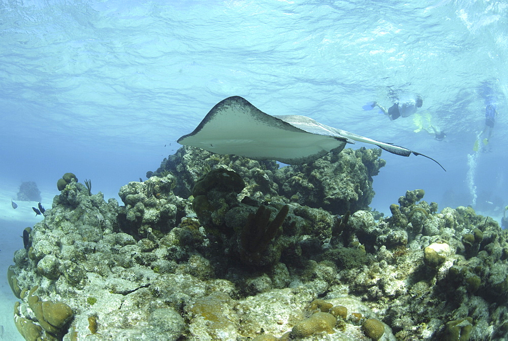 Southern Stingray (Dasyatis americana), swimming over coral reef with scuba diver behind, Cayman Islands, Caribbaen.