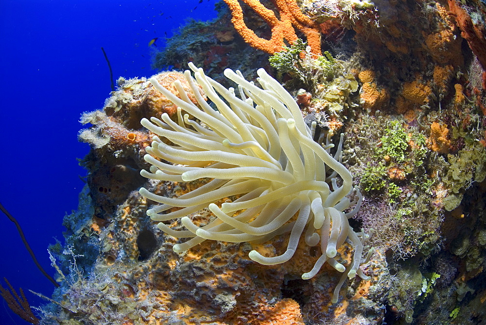 Bubble-tipped Anemone (Condylactis gigantea), lovely anemone with tentacles extended on colourful coral wall, Little Cayman Island, Cayman Islands, Caribbean