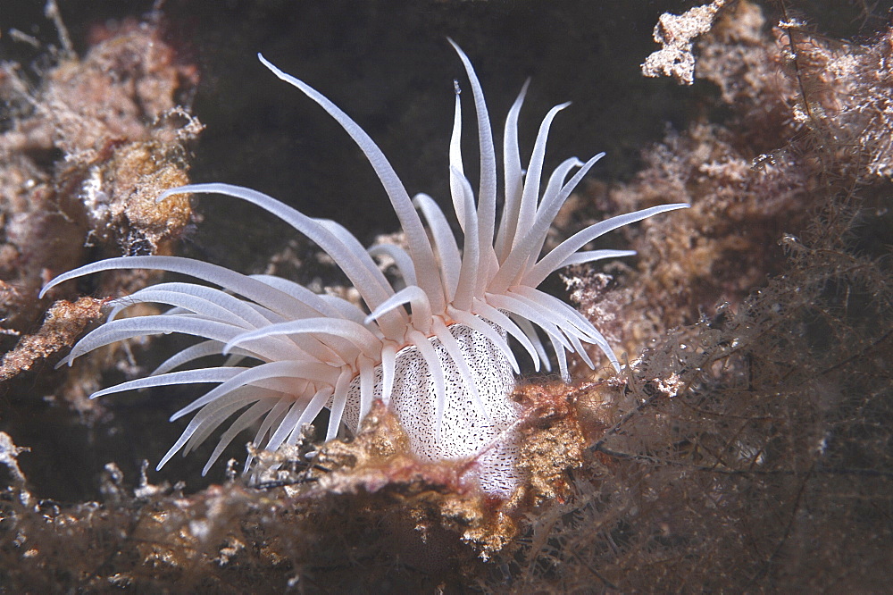 Colonising Anemone (Nemanthus annamensis). excellent side view of anemone with tentacles extended, pale colour with spotted column, Tahiti, French Polynesia.