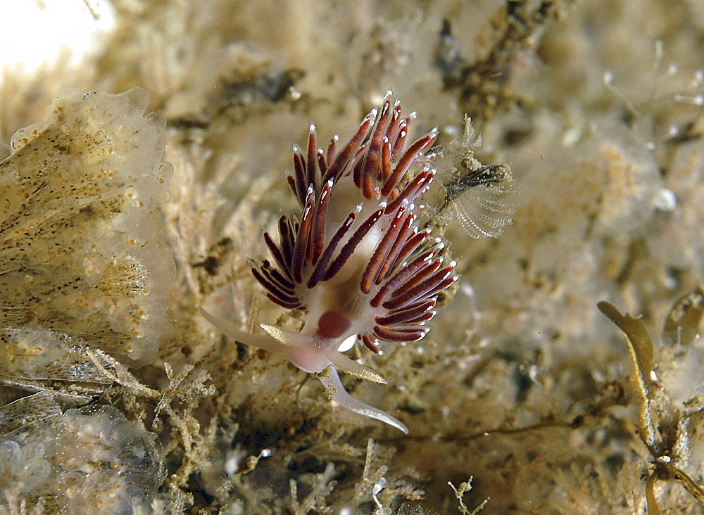 (Facelina bostoniensis), rich red/brown coloration clearly showing red blotches on the head of this nudibranch, St Abbs, Scotalnd, UK North Sea