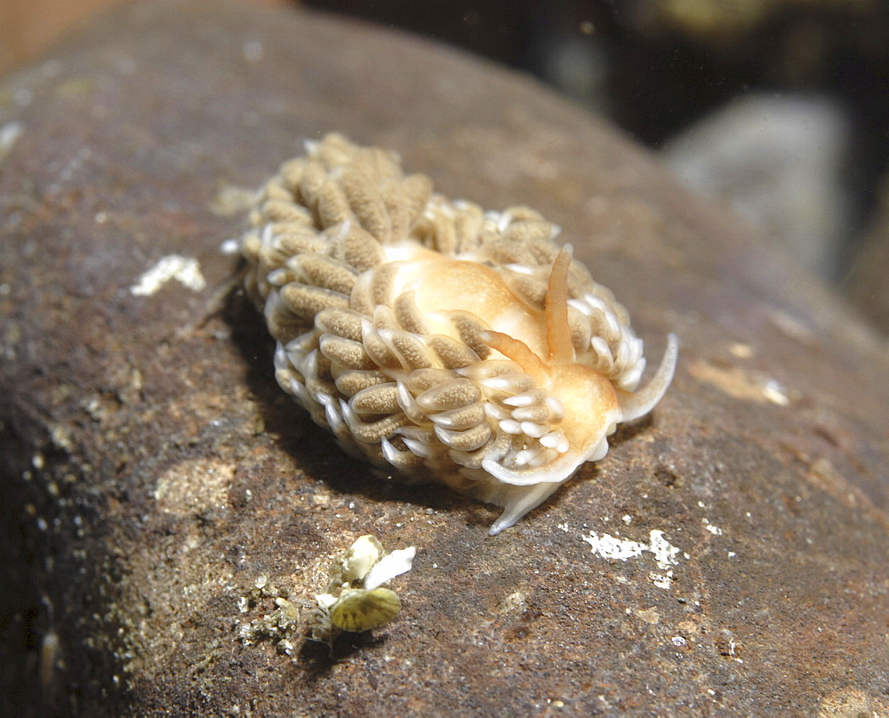 Grey Sea Slug (Aeolidia pappillosa),  large light coloured nudibranch with many tentacles on back and on indistinct rock background, St Abbs, Scotland, UK North Sea