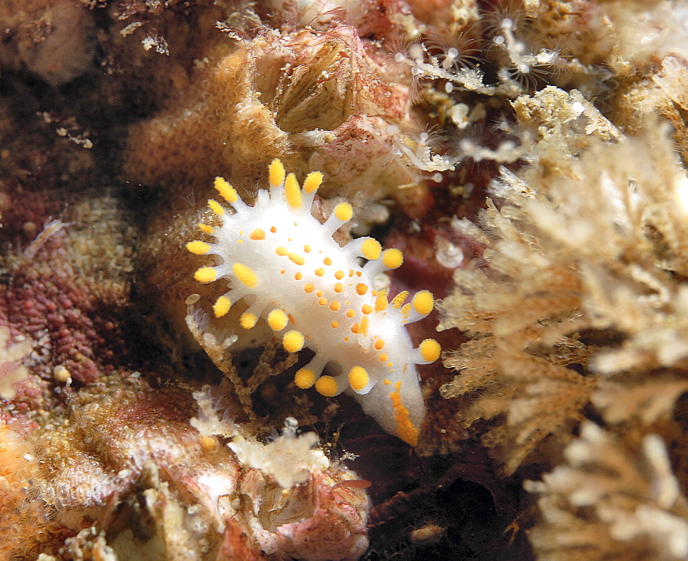 Limacea (Limacea clavigera), very distinctly shaped British nudibranch with many rounded yellow tentacles, St Abbs, Scotland, UK North Sea