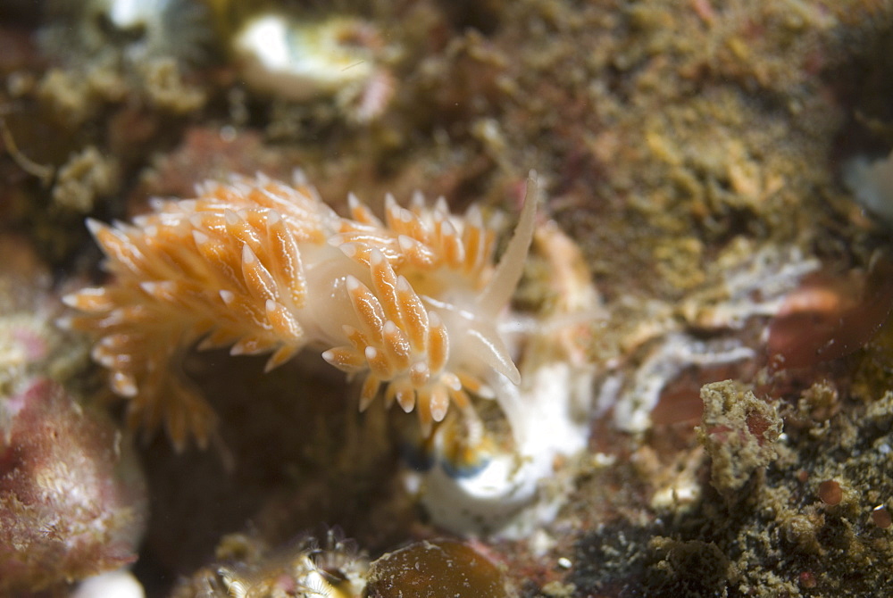 Lined Nudibranch (Coryphella lineata), fawn coloured British nudibranch with many tentacles on back and bisible line down mid back, St Abbs, Scotland, UK North Sea