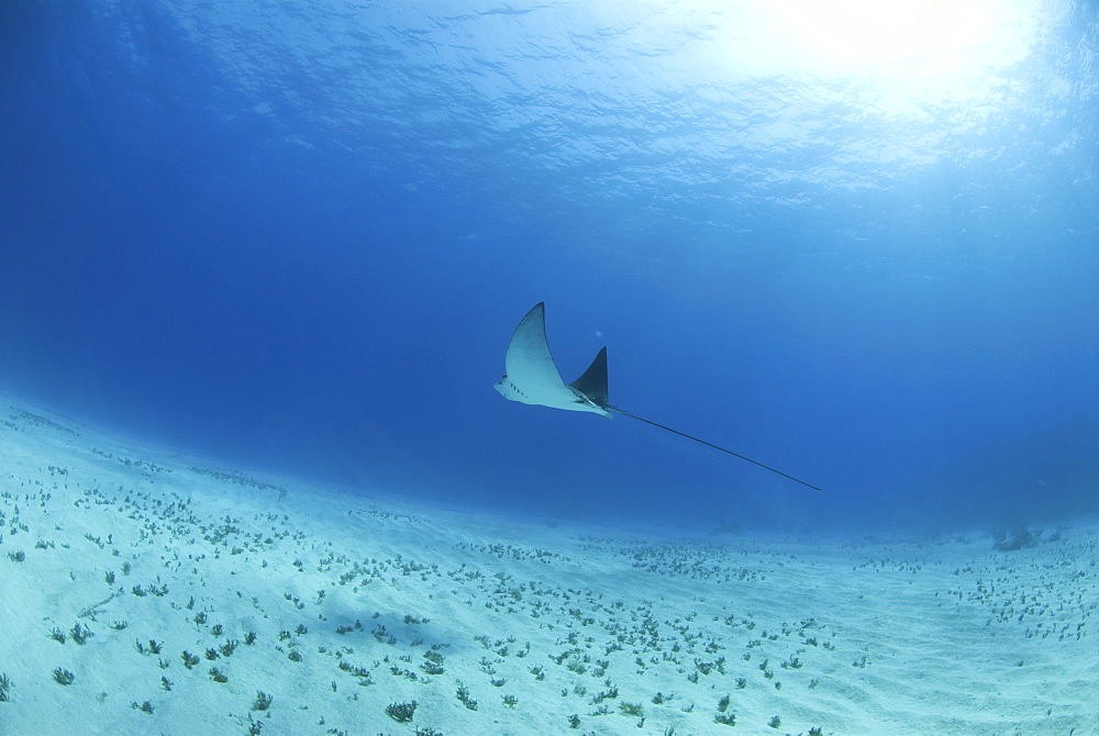 Eagle ray (Aetobatus narinari), swimming over candy saebed, Little Cayman Island, Cayman Islands, Caribbean