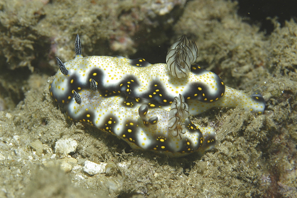 Unidentified very colourful nidibranch, two together with black sworld and golden spots over white body, French Polynesia