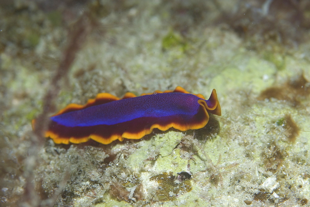 Unidentified flatworm (Pseudoceros spp. ) very colourful with orange and indigo colours over indistinct seabed, Sipadan, Mabul, Malaysia