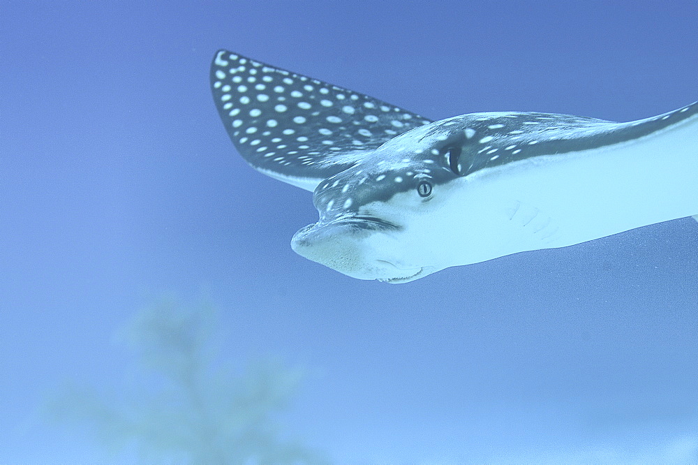 Eagle ray (Aetobatus narinari), swimming over candy saebed, Little Cayman Island, Cayman Islands, Caribbean