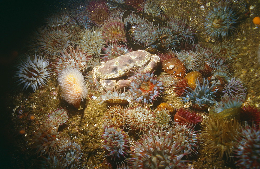 Edible crab (Cancer pagurus). Shetland Islands, Scotland, UK.