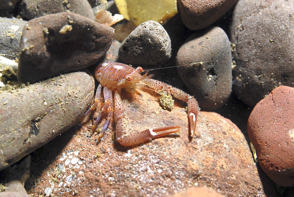 Long Clawed Squat Lobster (Munida rugosa), Juvenile amidst reddish brown rocks, St Abbs, Scotland, UK North Sea