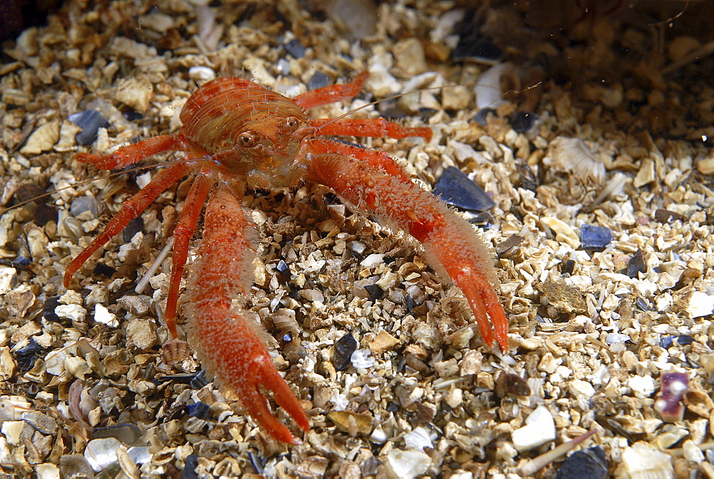 (Galathea nexa), brilliant orange-coloured, hairy British squat lobster on gravel seabed, St Abbs, Scotland, UK North Sea