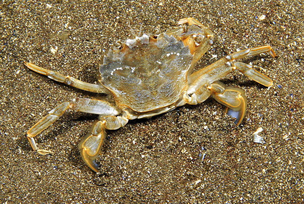 Swimming Crab (Liocarcinus depurator), legs spread out, viewed from above showing swimmerettes on hind legs, sandy seabed,  St Abbs, Scotland, UK North Sea