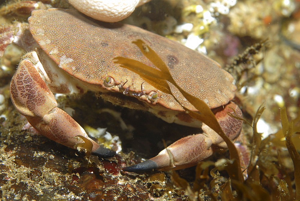 Edible Crab (Cancer pagarus), robust crab, brown in colour with black tips to claws amidst algae and soft corals, St Abbs, Scotland, UK North Sea