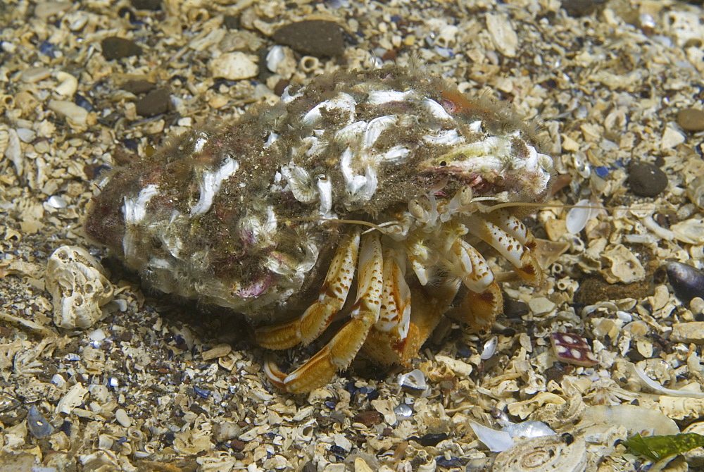 Common Hermit Crab (Pagarus bernhardus), hermit crab's shell home has worm casts, sitting on sandy seabed, St Abbs, Scotland, UK