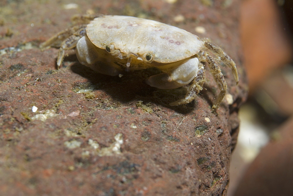 Edible Crab (Cancer pagarus), Juvenile pale brown in colour on brownish rock background, St Abbs, Scotland, UK North Sea