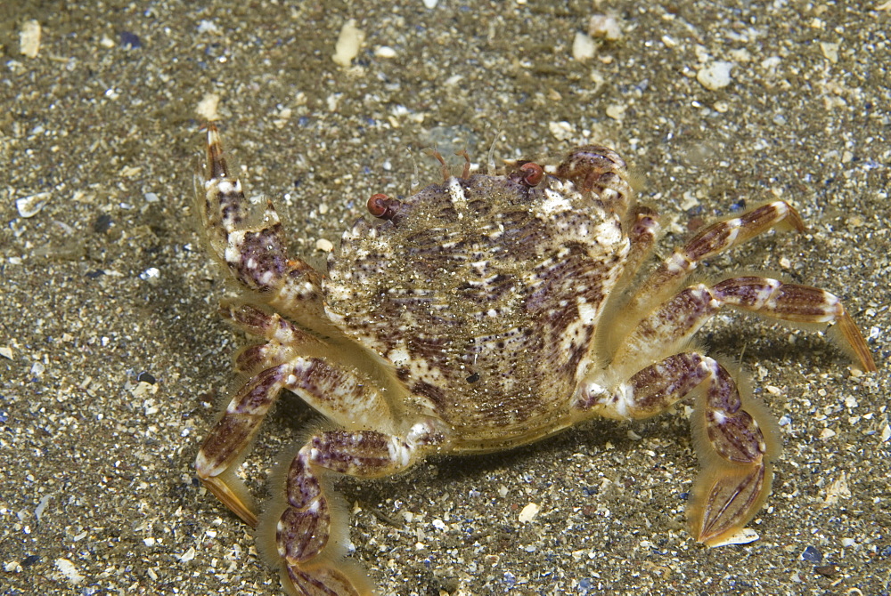 Brown Swimming Crab (Liocarcinus navigator), clear view of crab showing colour and shell markings,  St Abbs, Scotland, UK North Sea