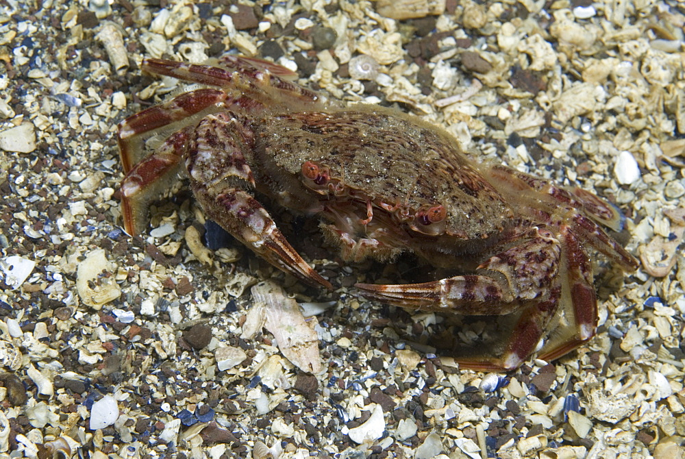 Brown Swimming Crab (Liocarcinus navigator), clear view of crab showing colour and shell markings,  St Abbs, Scotland, UK North Sea