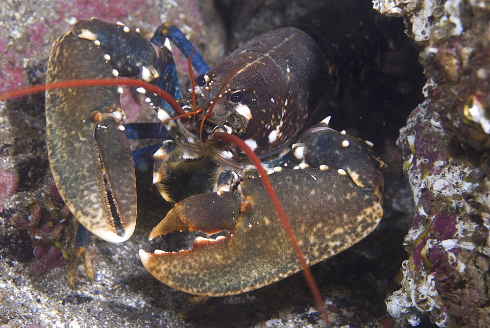 Common Lobster (Homarus gammarus),  nice view of lobster facing forward showing both large claws and red antennae, St Abbs, Scotland, UK North Sea