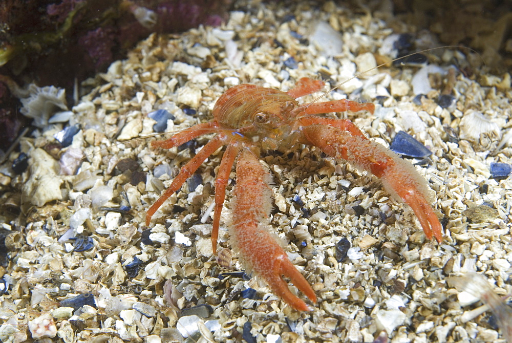 Galathea nexa, St Abbs, Scotland, UK North Sea