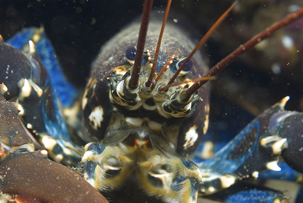 Common Lobster (Homarus gammarus), detail of lobster's face and red antennae, St Abbs, Scotland, UK North Sea