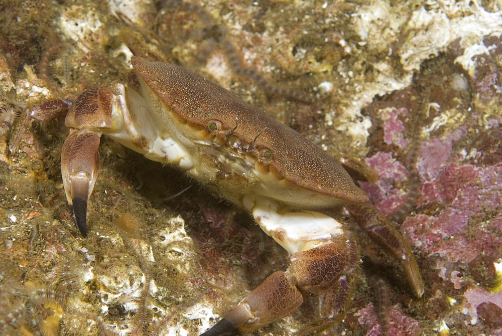 Edible Crab (Cancer pagarus), robust crab, brown in colour with black tips to claws amidst algae and soft corals, St Abbs, Scotland, UK North Sea