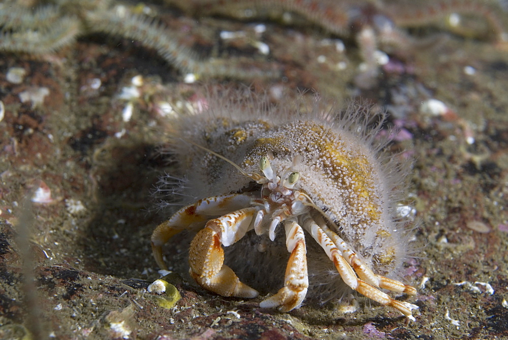 Hermit Crab Hydroid (Hydractinia echinata),  on Common Hermit Crab, St Abbs, Scotland, UK North Sea