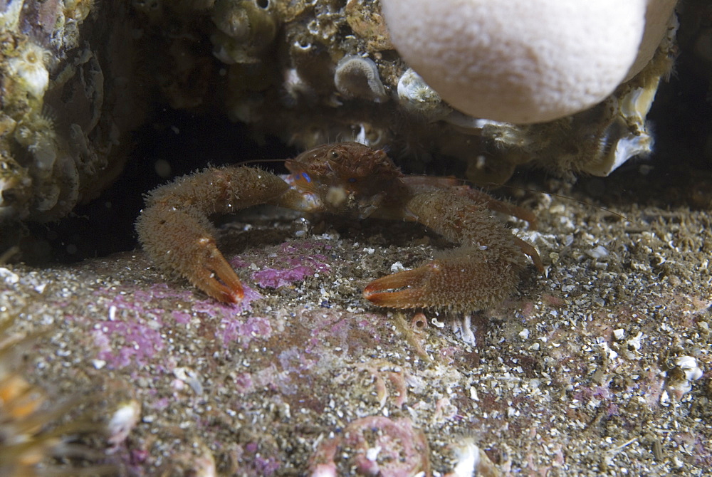 Strident Squat Lobster (Galathea strigosa), colourful British squat lobster with vivid blue markings on shell and hairy claws, St Abbs, Scotland, UK