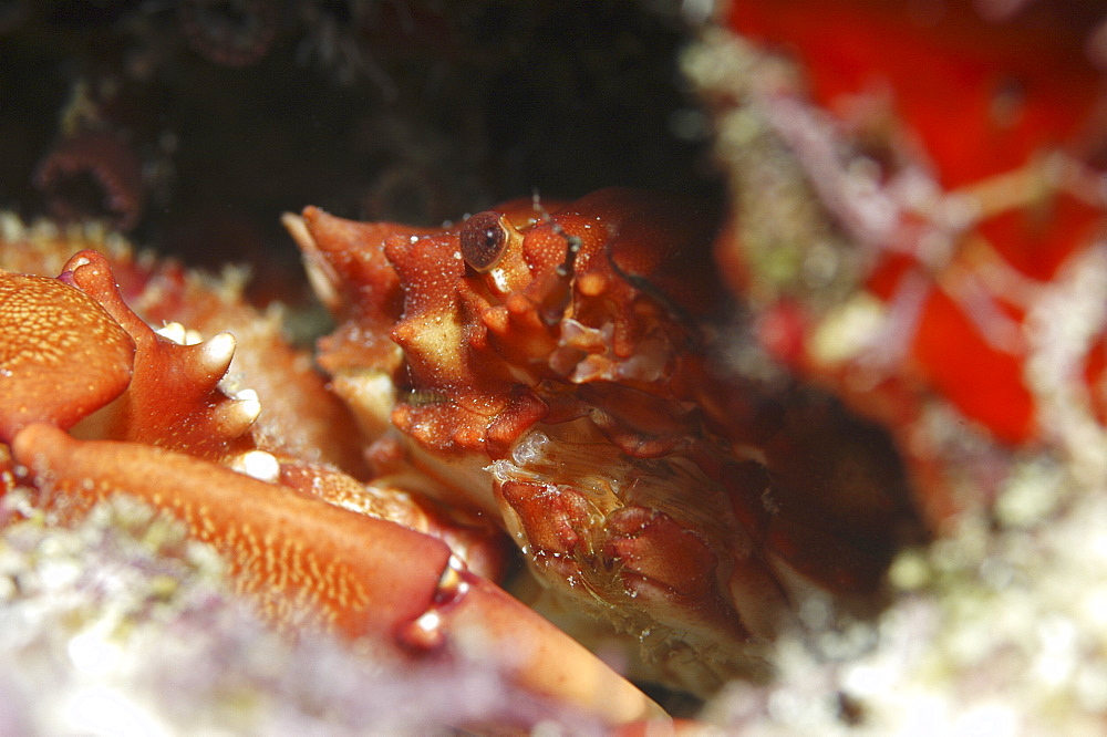 Red Ridged Clinging Crab (Mithrax forceps) hiding in corals with eye and front of shell showing, Cayman Islands, Caribbean