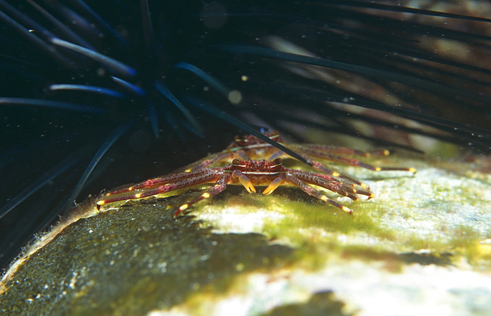 Sally lightfoot crab (Percon gibbesi), on coral boulder with sea urchin spines behind, Cayman Brac, Cayman Islands, Caribbean.