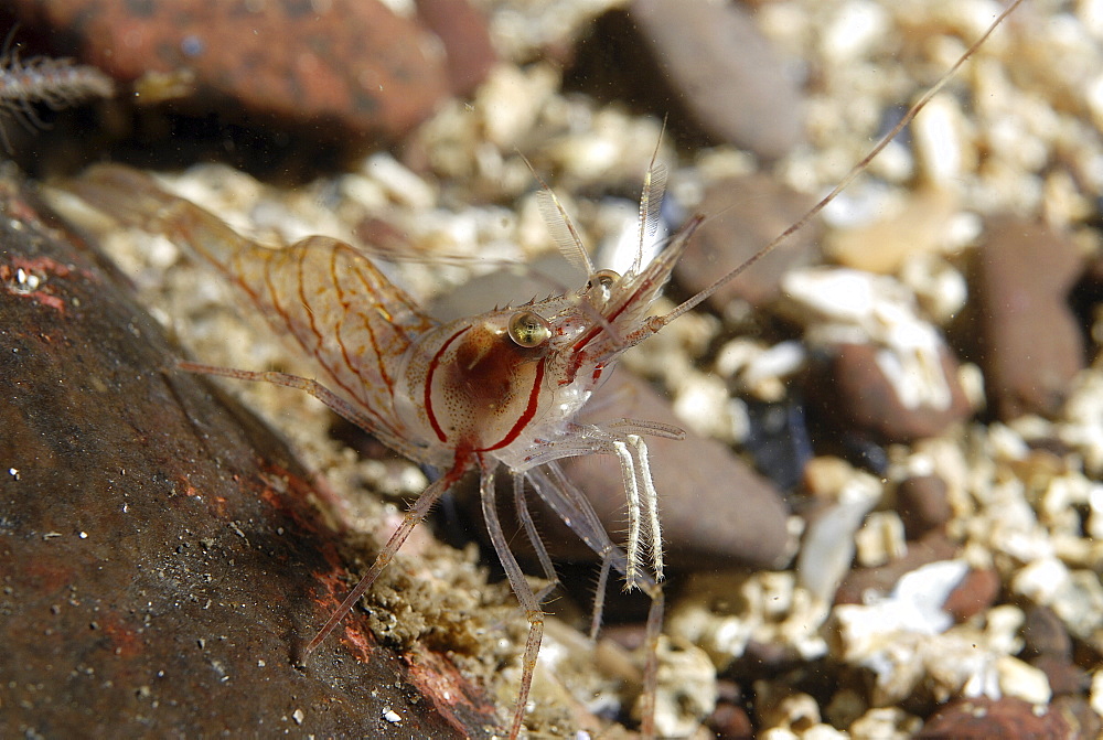 Pink Shrimp (Palaemon montagui), sitting on gravel seabed clearly showing reddish pink markings on head, St Abbs, Scotland, UK North Sea