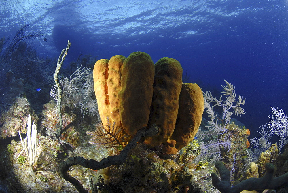 Yellow Tube Sponge (Aplysina fistularis) large group of sponges with surface and boat in background, Little Cayman Island, Cayman Islands, Caribbean