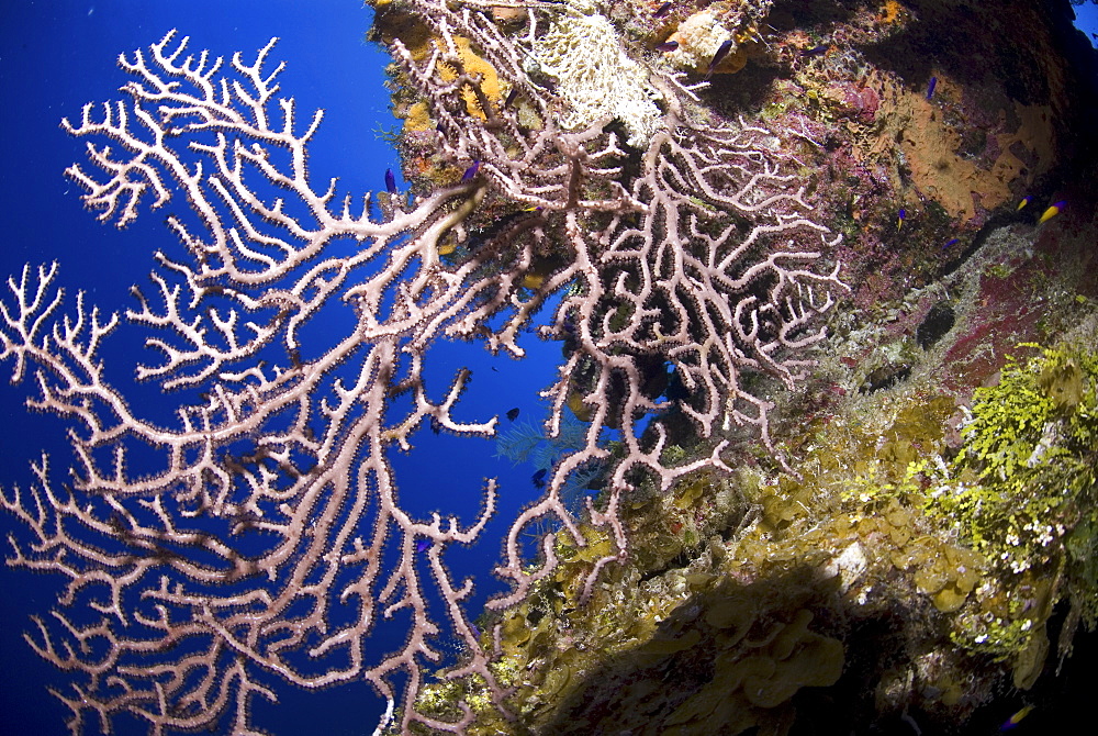 Deepwater gorgonian sea fan (Iciligorgia schrammi), Blue sea background Little Cayman Island, Cayman Islands, Caribbean