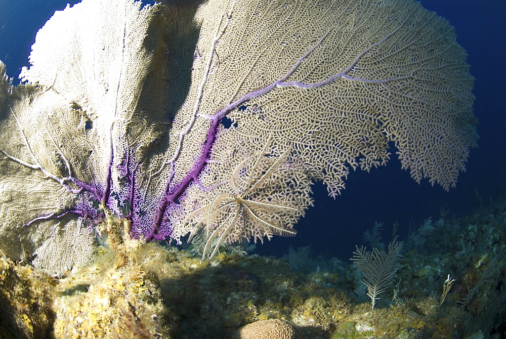 Venus Sea Fan (Gorgonia flabellum), typical shallow water sea fan of the Caribbeab Little Cayman Island, Cayman Islands, Caribbean