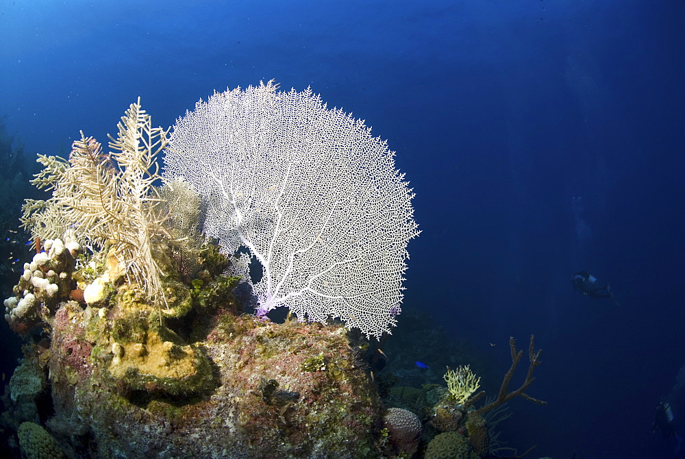 Venus Sea Fan (Gorgonia flabellum), typical shallow water sea fan of the Caribbeab Little Cayman Island, Cayman Islands, Caribbean