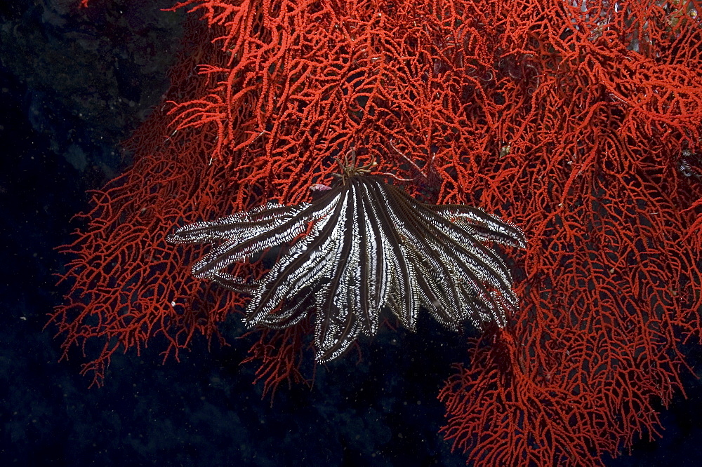 Comanthina Crinoid (Comantheria briareus) black & white in colour and hanging down on brilliant red Sea Fan, Sipidan, Mabul, Malaysia.