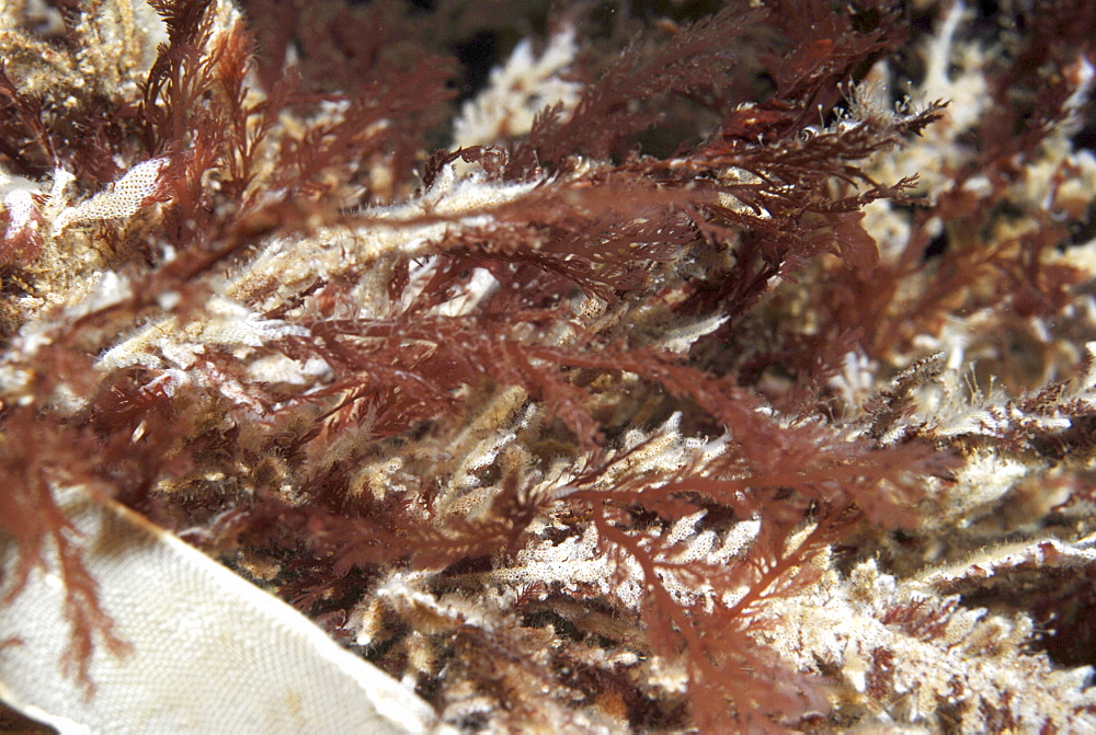 Red Algae spp., clump of red seaweeds encrusted by bryozoans, St Abbs, Scotland, UK  NORTH SEA 