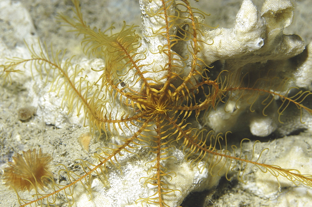 Mediterranean Crinoid or Feather Starfish (Antedon mediterranea) full view from above of this yellow crinoid, Malta, Maltese Islands, Mediterranean